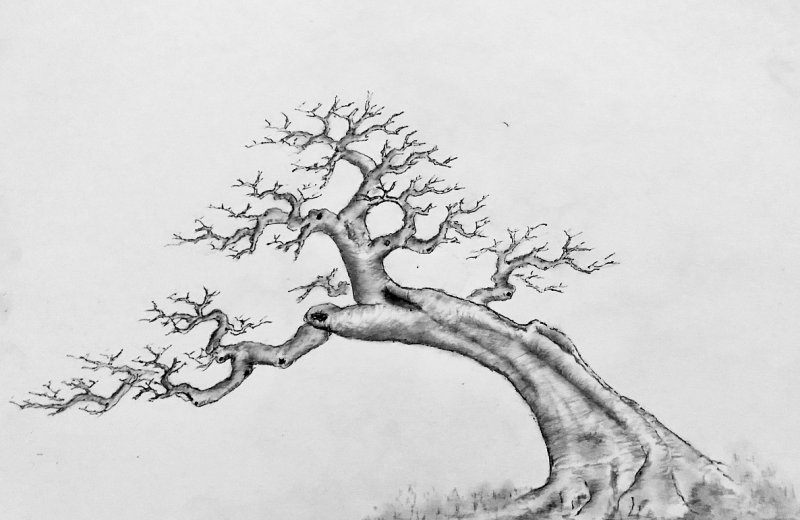 庭院適合養(yǎng)什么花和樹